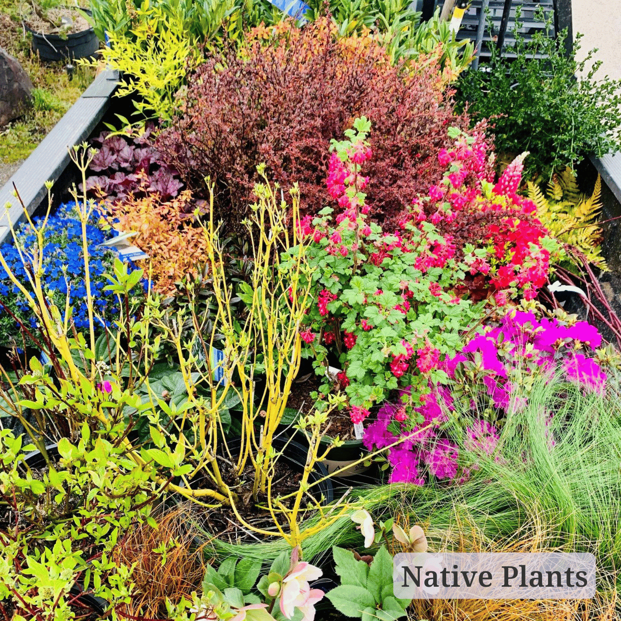 Native Plants